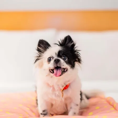 Ibis Centre Comedie 3*